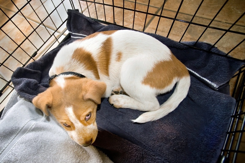 how to fold down a dog crate in 5 easy steps