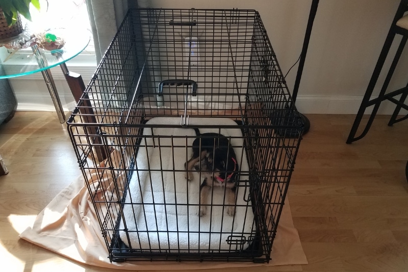 how to fold down a dog crate