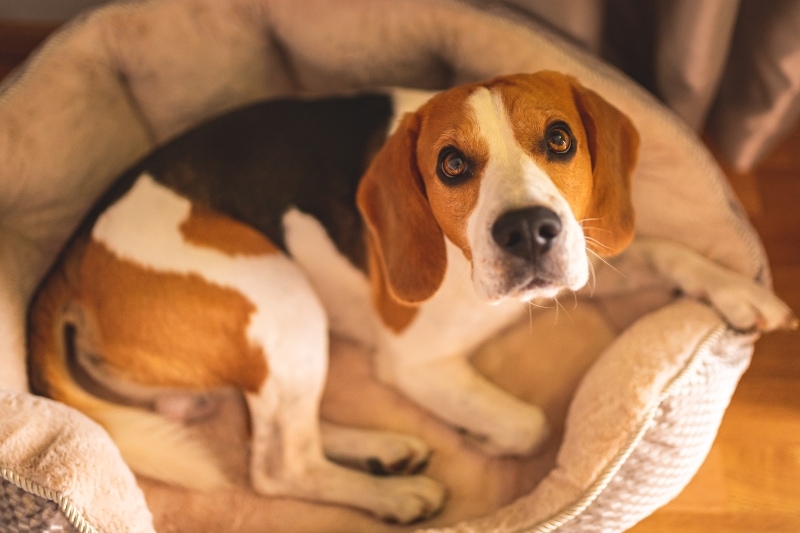 what size dog bed should you buy for a beagle