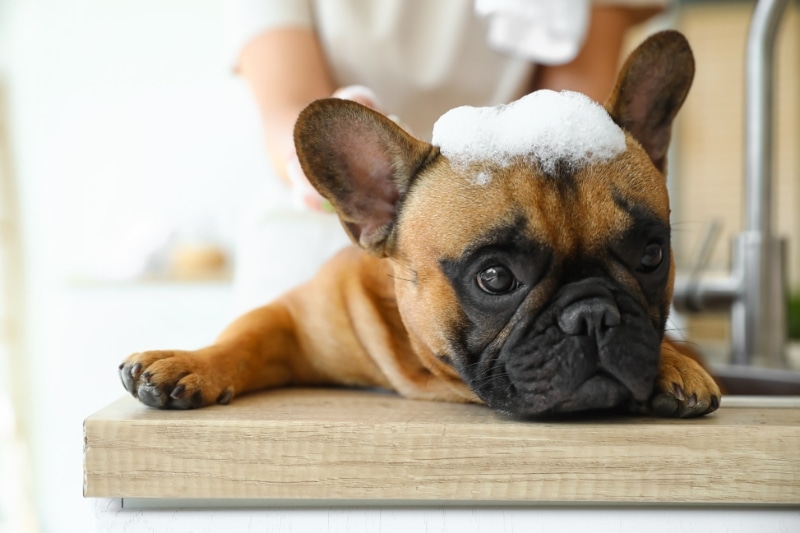 Best Shampoo for French Bulldogs Buyer's Guide