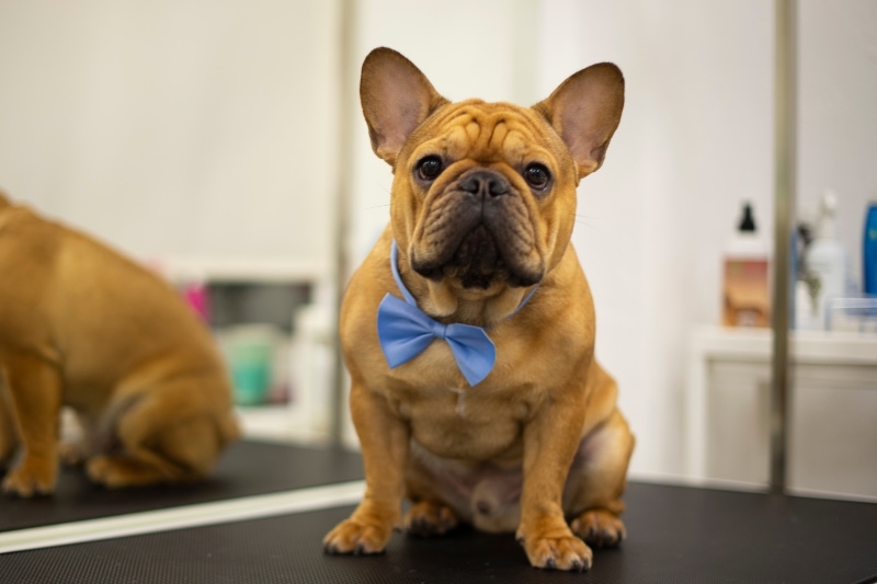 Considering Your Frenchie's Coat Type and Age