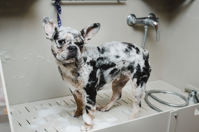 Frequently Asked Questions while buying shampoo for french bulldog
