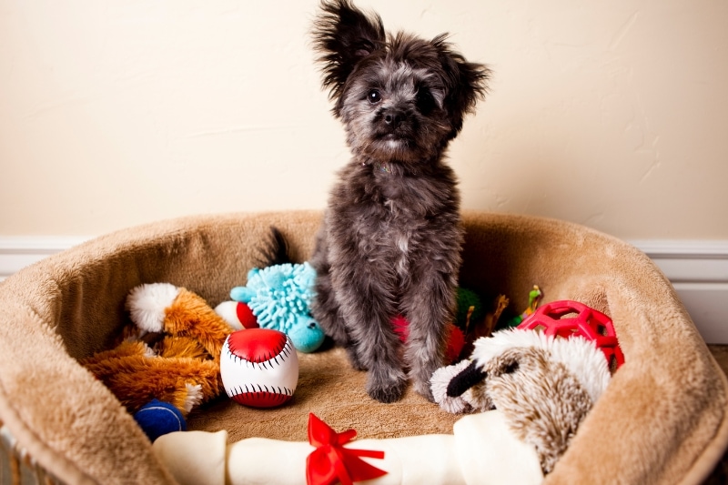 Gathering Your Cleaning Arsenal to Wash Kong Dog Bed