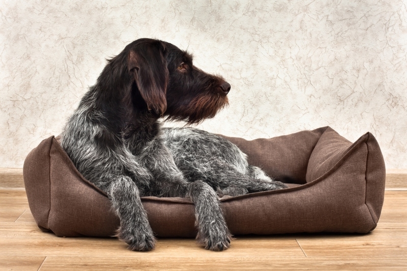 How to Clean Kong Dog Bed