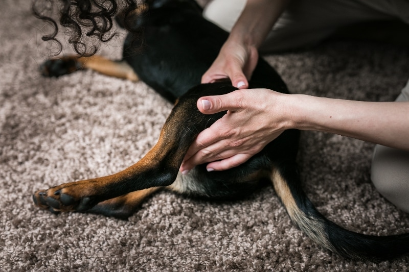 How to Massage a Dog with Torn ACL
