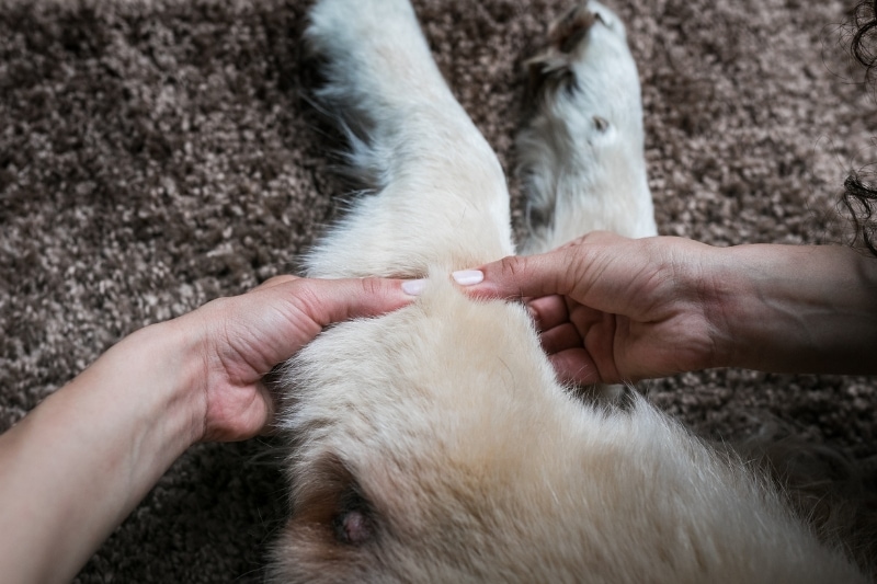 How to Massage a Dog with a Torn ACL: Step-by-Step Guide