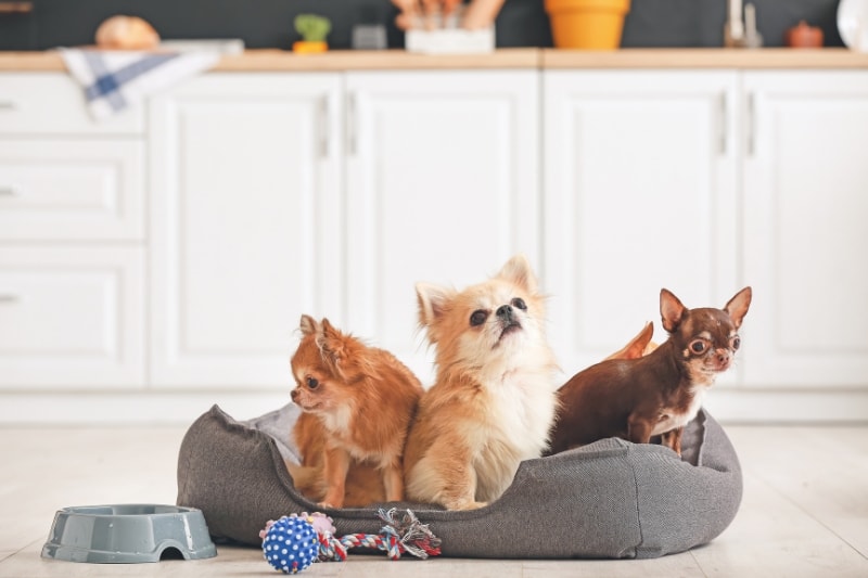 How to Wash a Kong Dog Bed - Tips and Tricks