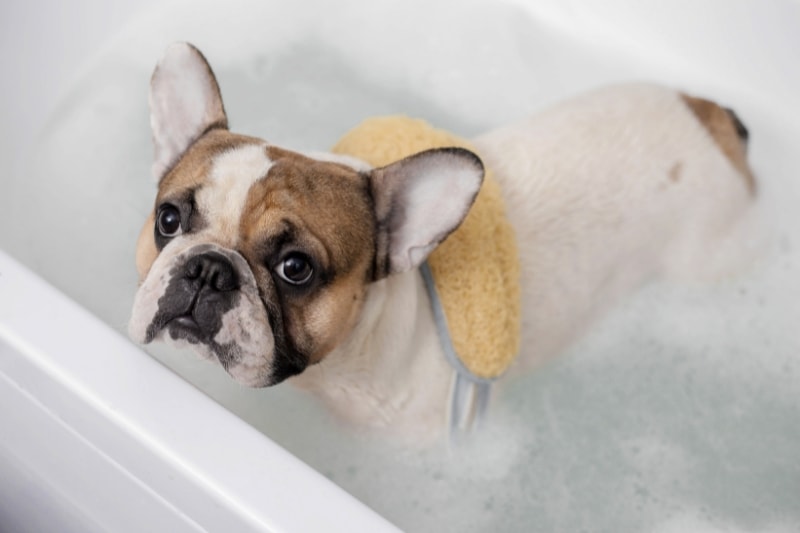 Navigating Skin Sensitivities and Allergies in French Bulldogs