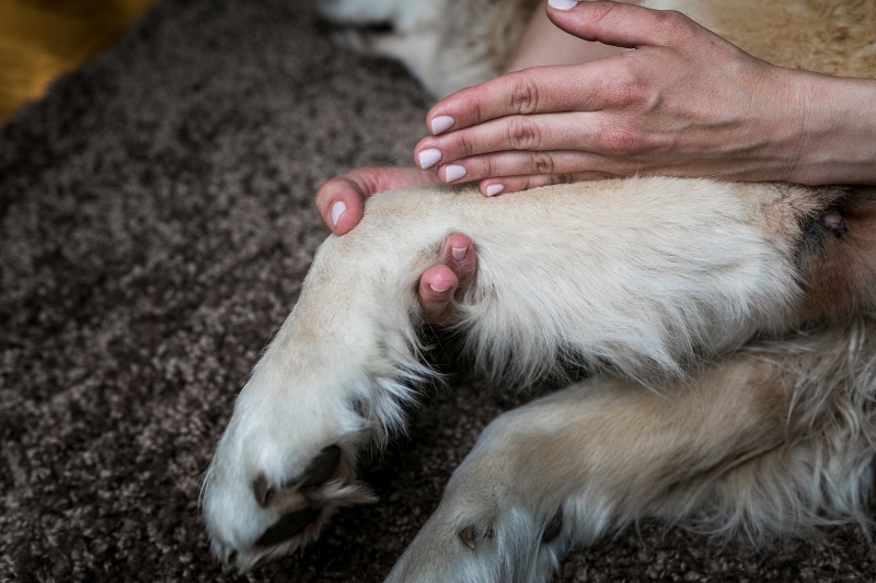 Recognizing the Signs of a Torn ACL in Your Dog