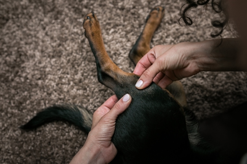 The Benefits of Massage for Dogs with a Torn ACL