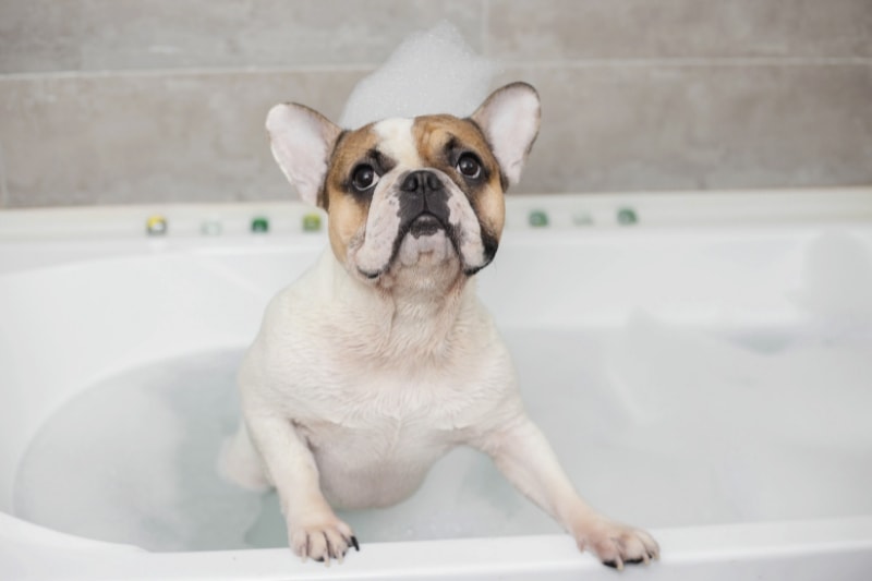 The Importance of the Right Shampoo for Your Frenchie