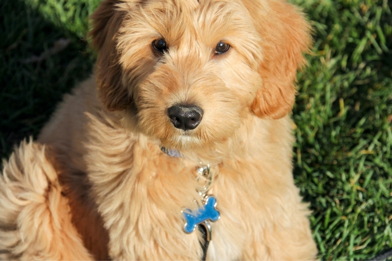 Understanding Different Types of Brushes for Goldendoodles