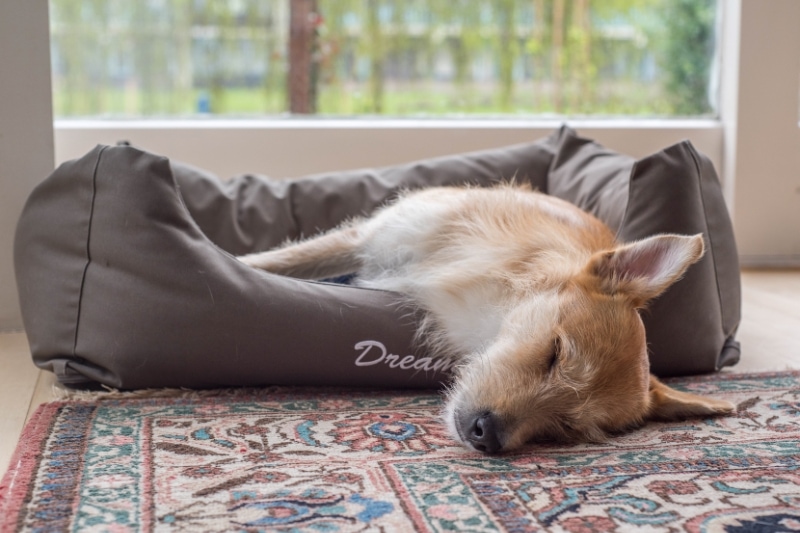 Using the Air Dryer for Kong Bed