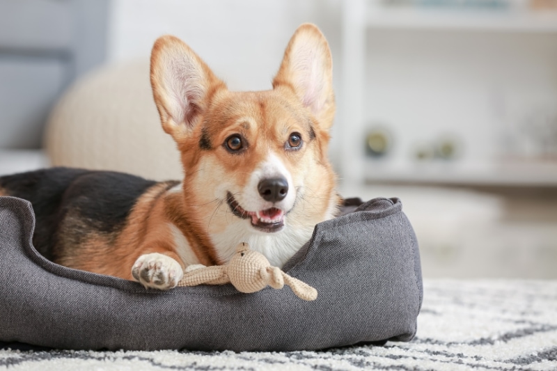 Wash the Cover and the Inner Cushion of Kong Bed