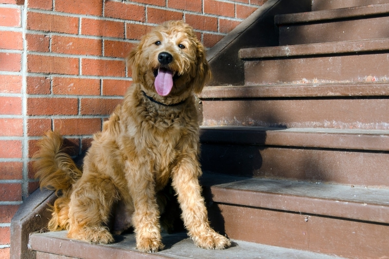 When to Replace Your Goldendoodle's Brush