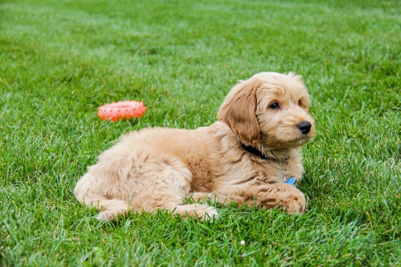 Additional factors to consider when buying brush for goldendoodle