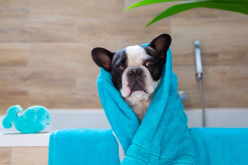 best shampoo for french bulldogs