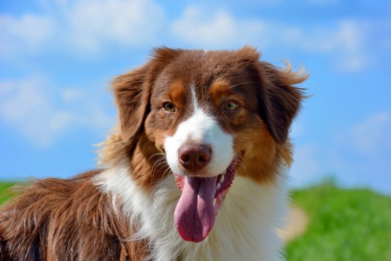 The 10 Best Brushes for Australian Shepherd (Review) in 2024 Dog Posted