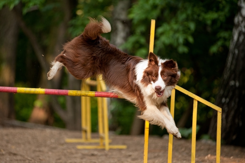 Best Brushes for Australian Shepherds Buyer’s Guide