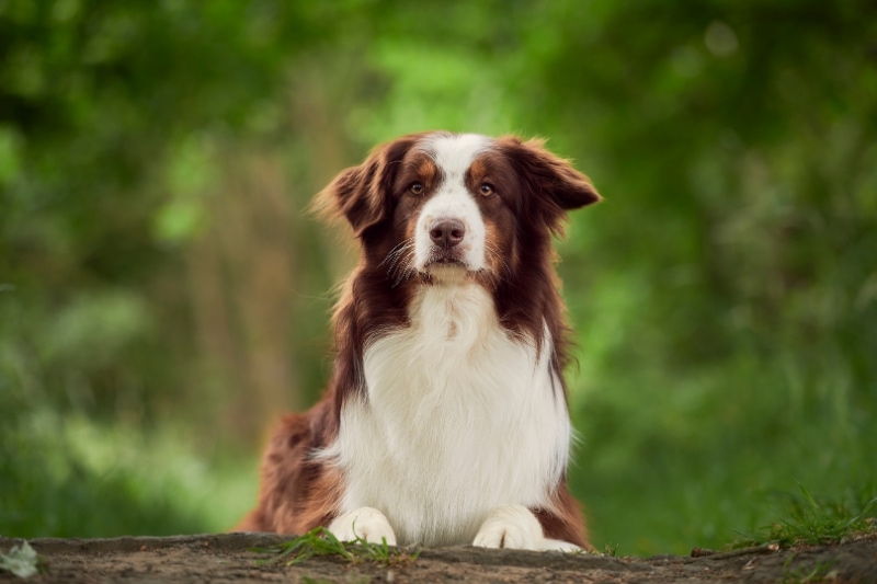 Best Brushes for Australian Shepherds FAQs