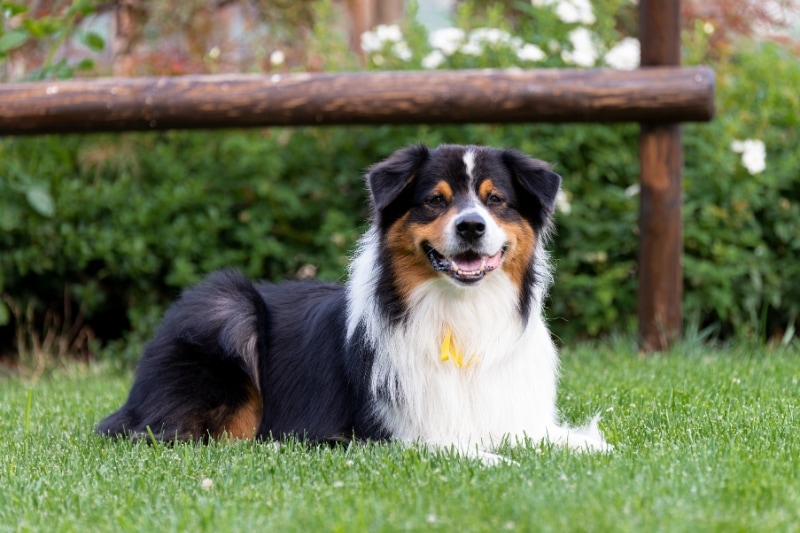 How to Choose the Best Brushes for Australian Shepherds