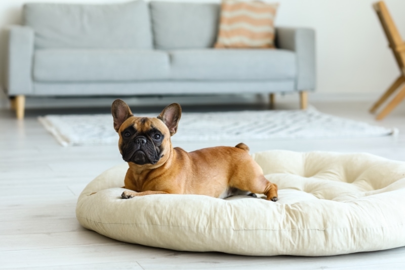 How to Choose the Best Dog Bed for Your French Bulldog