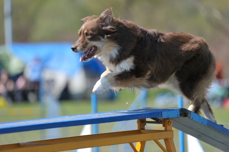 Types of Brushes for Australian Shepherds