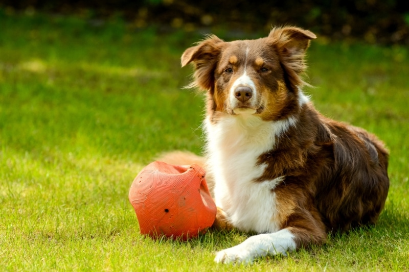 best brush australian shepherd