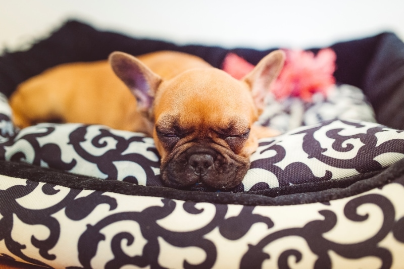 best dog beds for french bulldogs FAQs