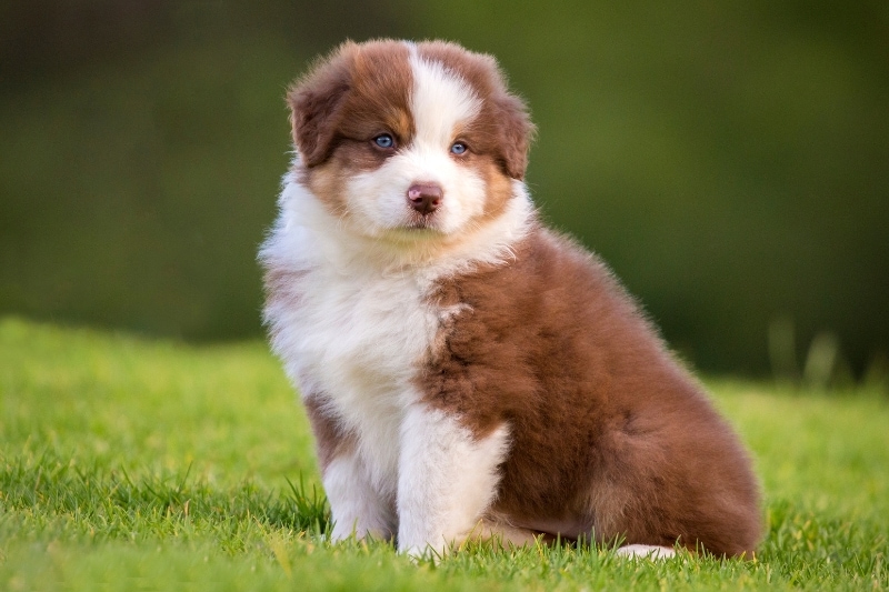 brush for australian shepherd puppy