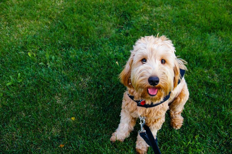 Addressing Specialized Orthopedic Needs of Goldendoodle