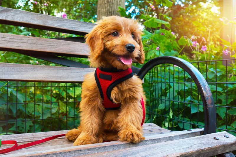 Comfort and Orthopedic Support for Goldendoodles