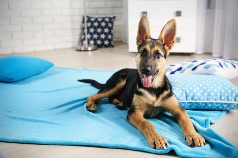 Criteria for Selecting the Perfect Vacuum for Your German Shepherd's Hair