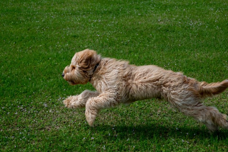Making the Economically Wise Choice for Goldendoodle Bed