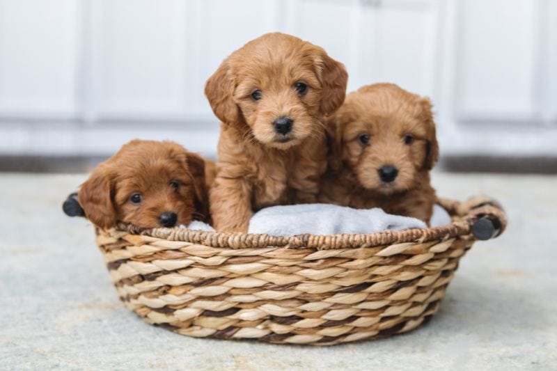 Material Quality and Durability of Beds for Goldendoodle