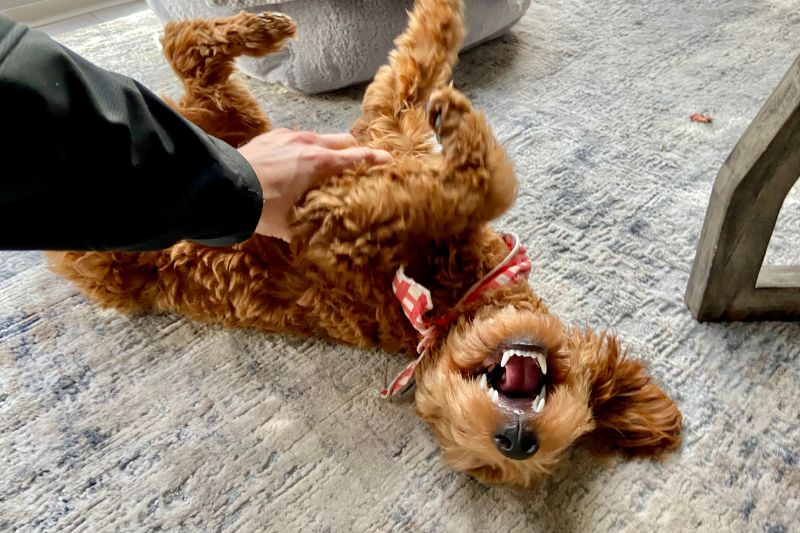 Size and Shape Adaptation of Beds for Goldendoodle