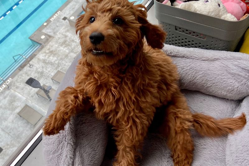 The Science Behind Hypoallergenic Materials for Goldendoodles
