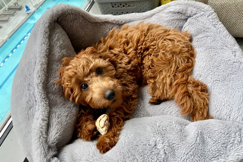 best dog beds for goldendoodle