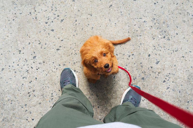 dog beds for goldendoodle FAQs