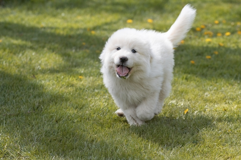 Addressing Skin Sensitivity in Great Pyrenees