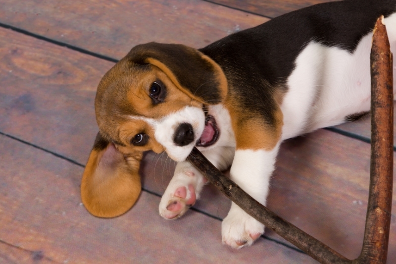 Best Brush for Beagles – Ultimate Buyer’s Guide