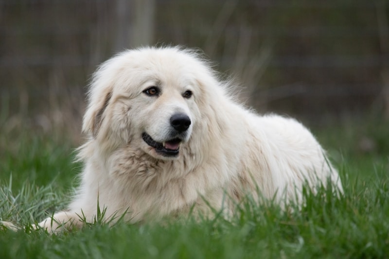 Best Brush for Great Pyrenees Buyer’s Guide