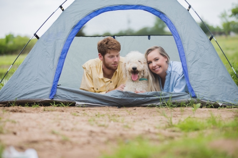 Best Tents for Camping with Dogs – Buyer’s Guide