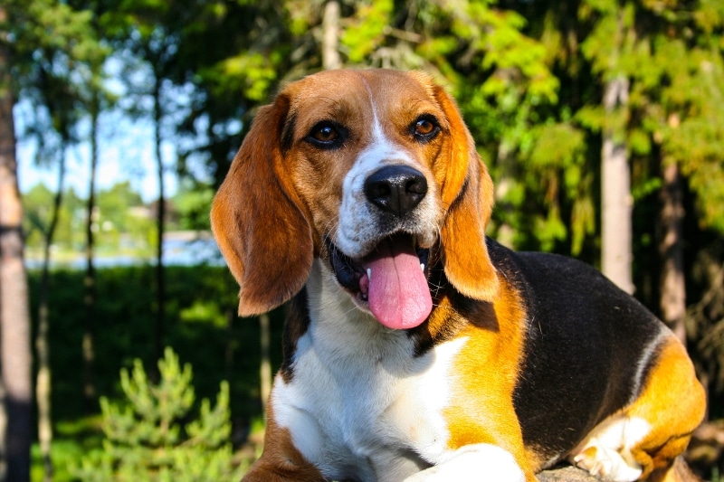 Checking Your Beagle’s Skin Sensitivity Before Selecting Brush