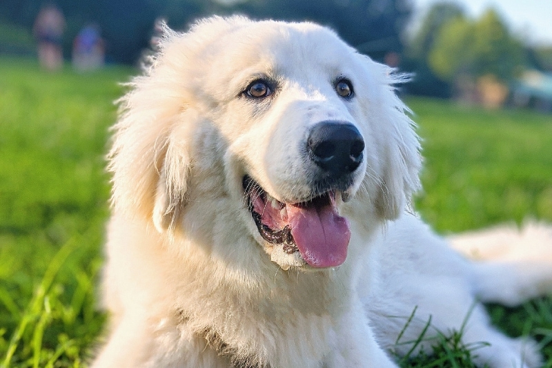 Comfort While Grooming Great Pyrenees