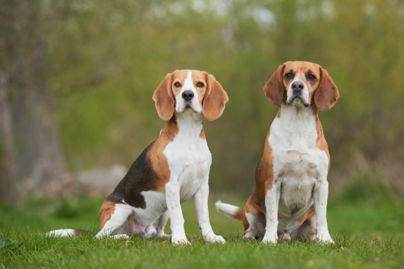 Deshedding Tools for Beagles