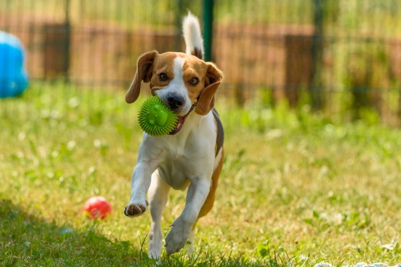 Different Types of Brushes for Beagles