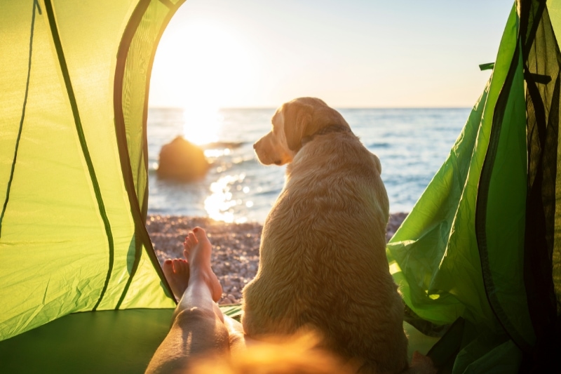 Ease of Setup – Because No One Wants to Wrestle with a Tent