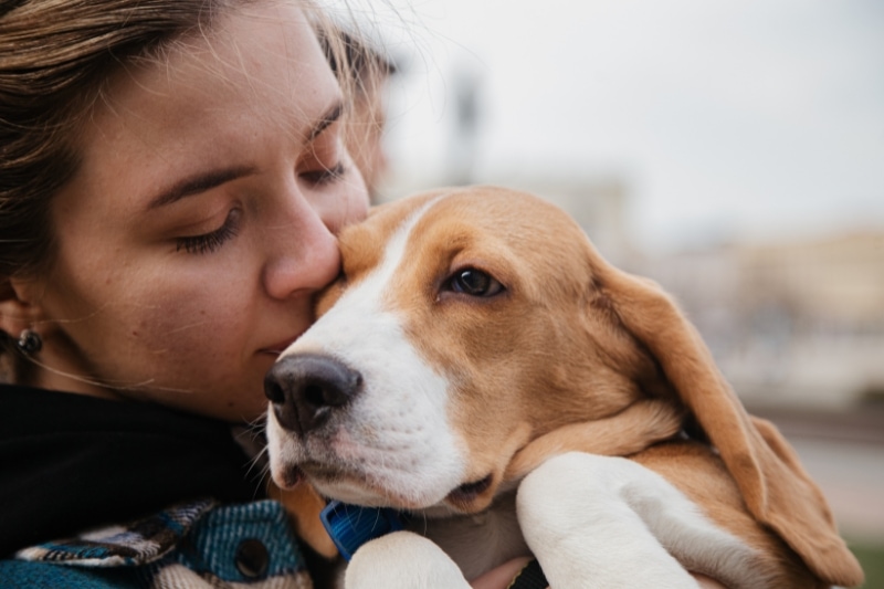 Factors to Consider When Choosing a Brush for Your Beagle