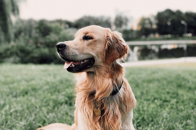 Finding the Perfect Fragrance in shampoo for golden retrievers
